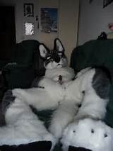 fursuit porn