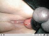 Dog Cocks This Site Is Regularly Updated For You Animal Porn Lovers