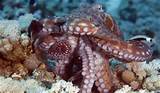 Man busted for 'octopus porn'. Octopus. Sex act octopus