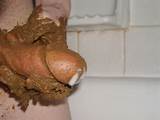 Gay Scat Porn
