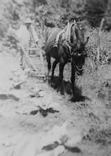 Cousin Bob Gay at work in his tobacco field. This photo was taken ...