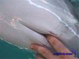 chan4chan com archive 3831 dolphin wtf face dolphin finger vagina
